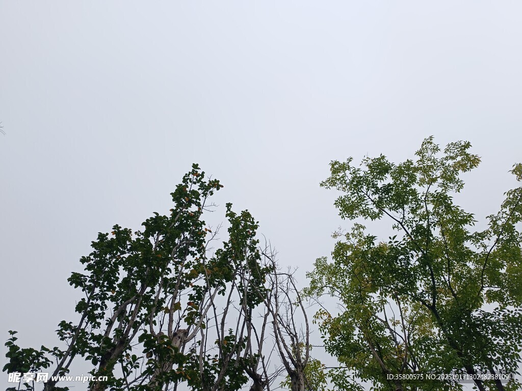 仰视绿树与天空