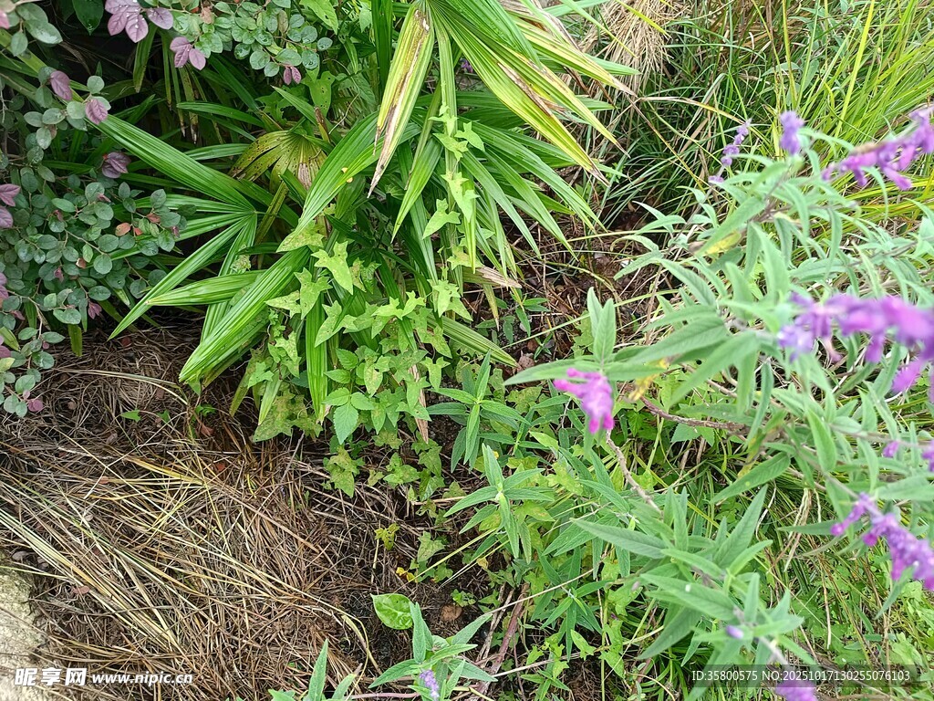 花园中的多彩植物景观