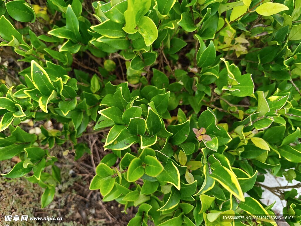 翠绿叶片生机盎然的植物