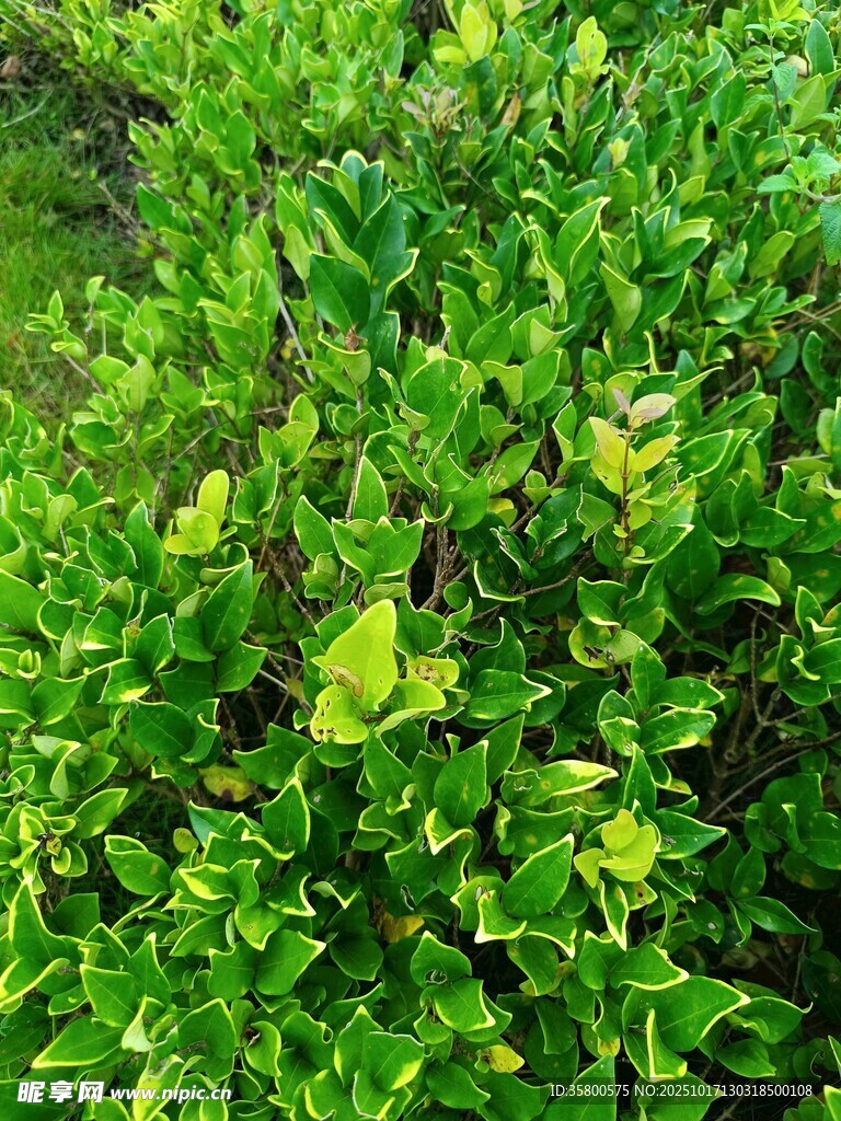 翠绿繁茂的灌木丛