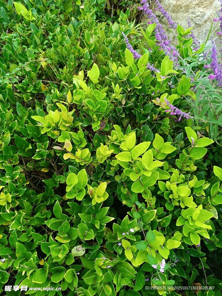 翠绿繁茂的植物景观