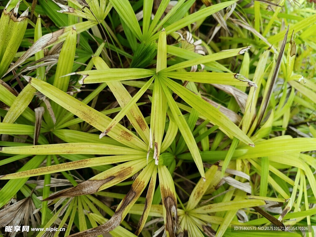 翠绿丛生的奇特植物