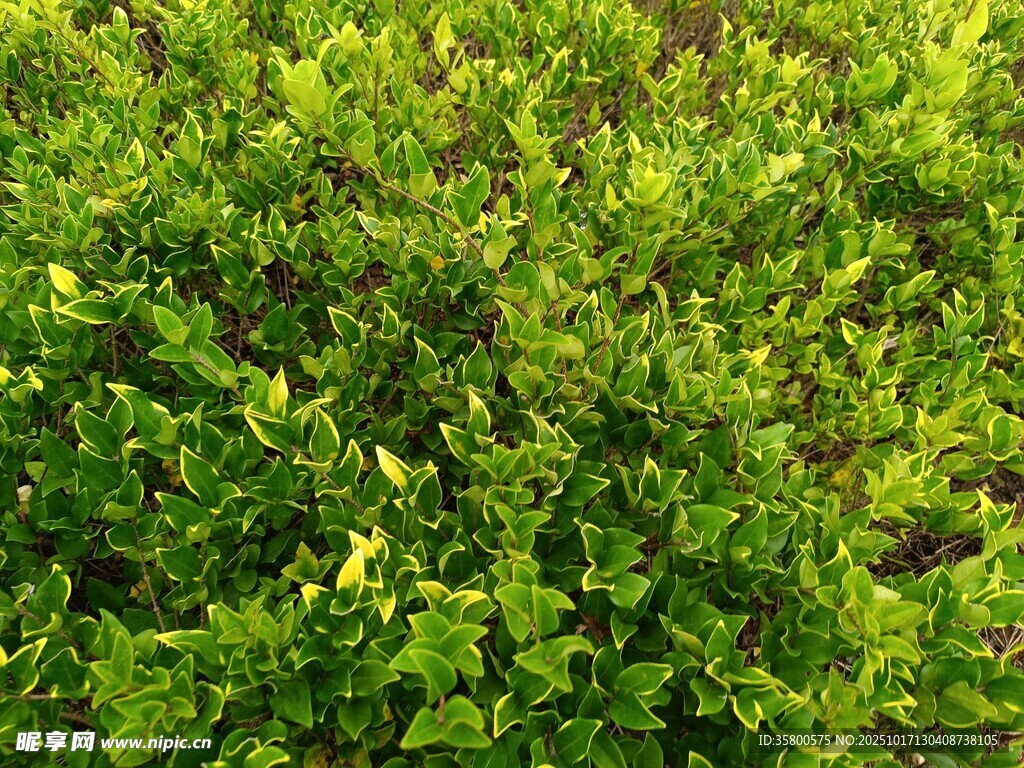 翠绿繁茂的灌木丛