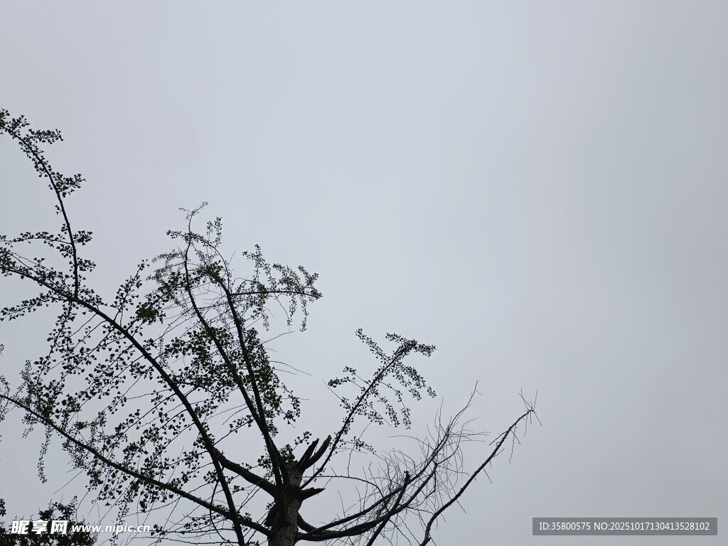 枯树伸向灰白天空