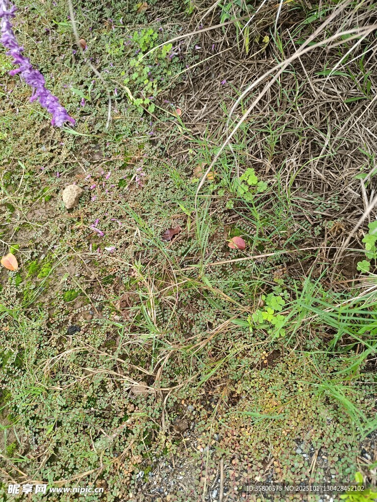 野外草地植物景象