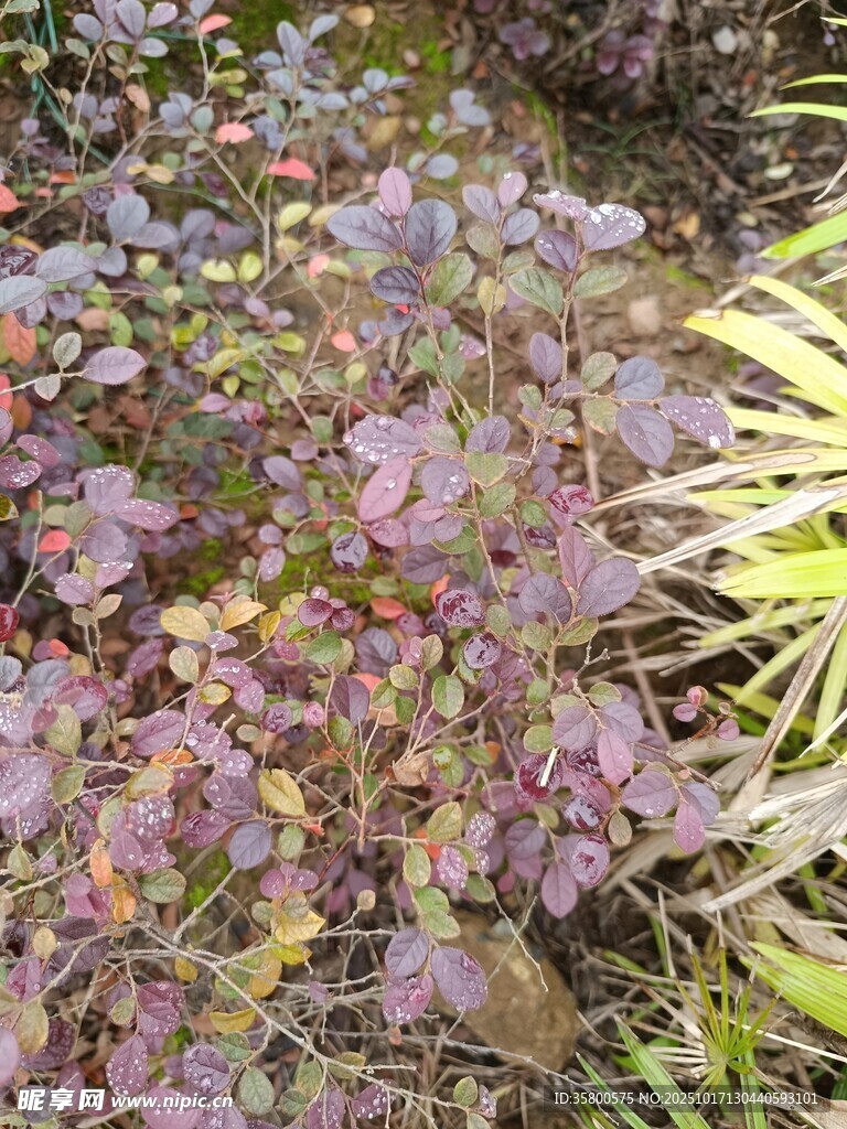 紫色植物景观