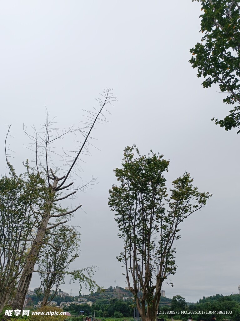 风雨后倾斜的树木景象