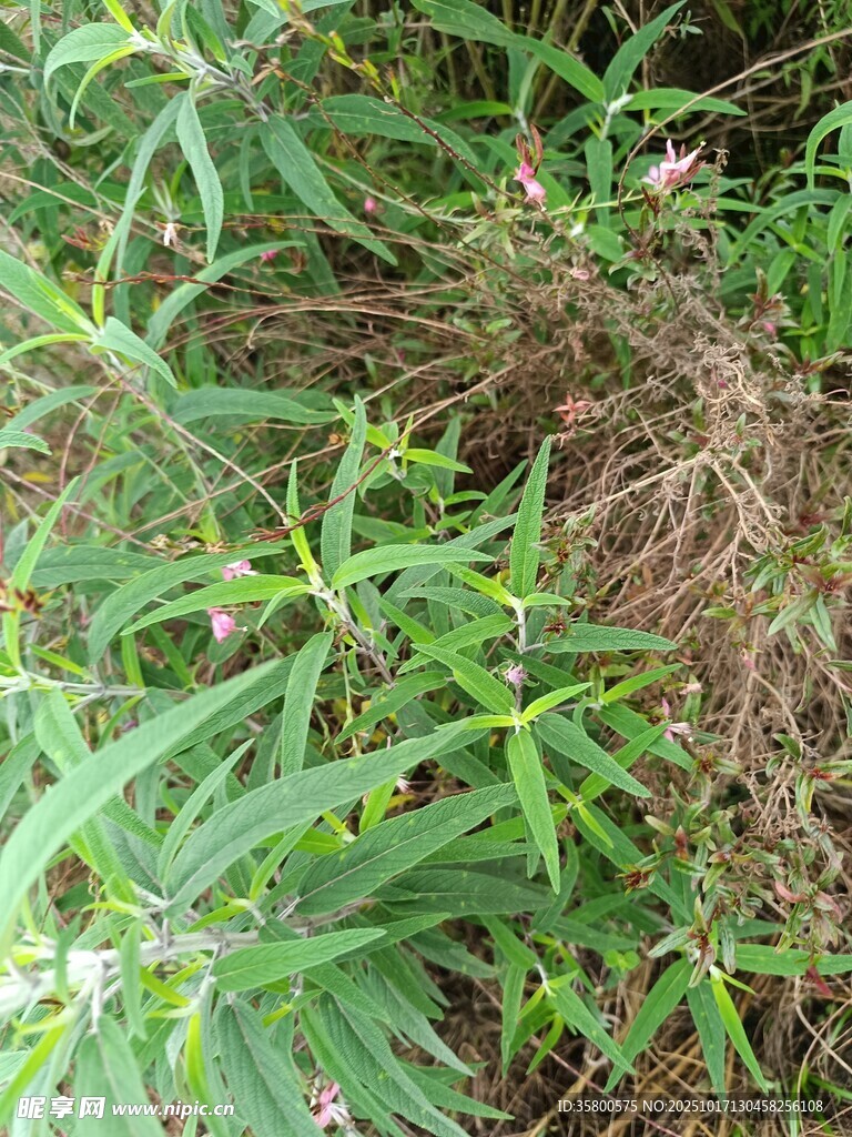 草丛中的绿色植物景象