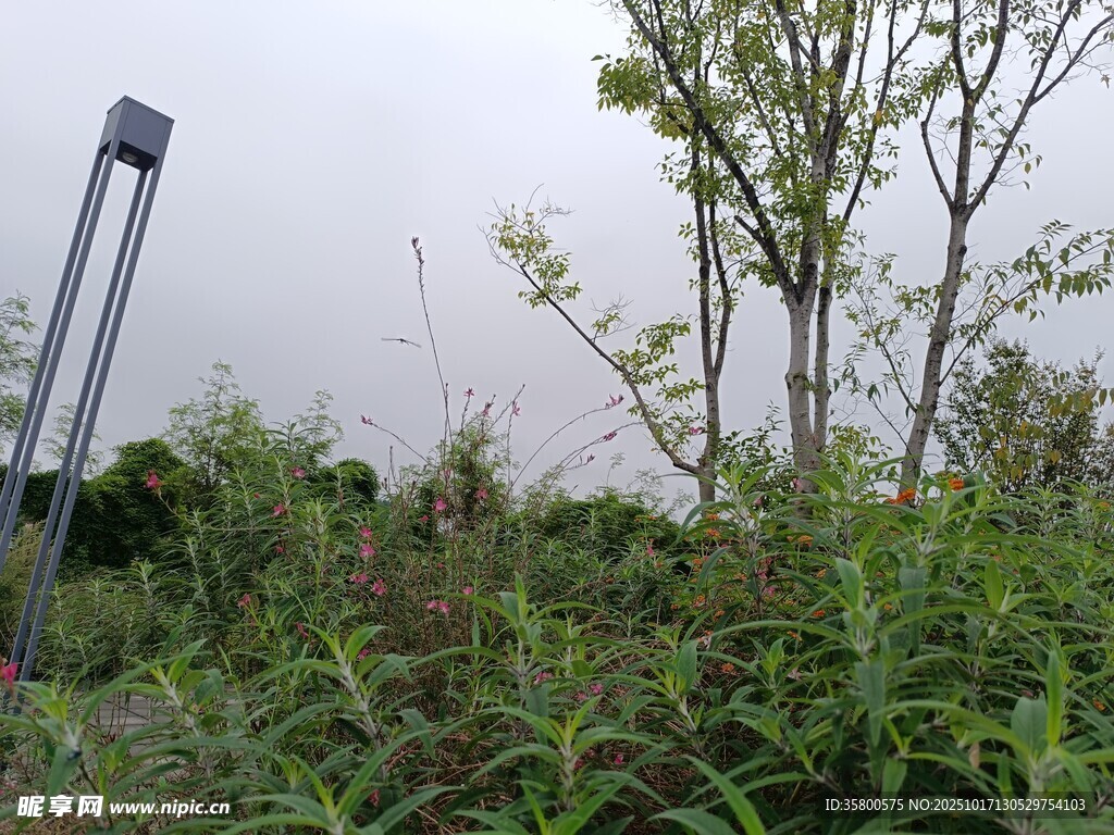 野外测量场景中的植被