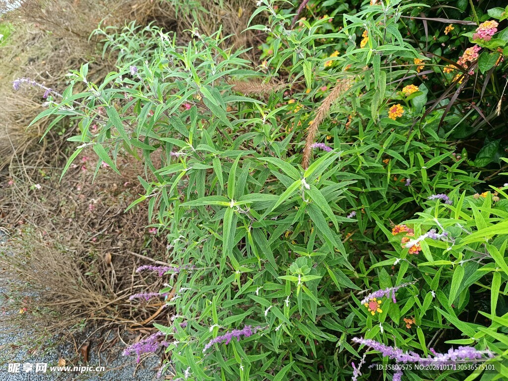 野外繁茂的绿色植物景观
