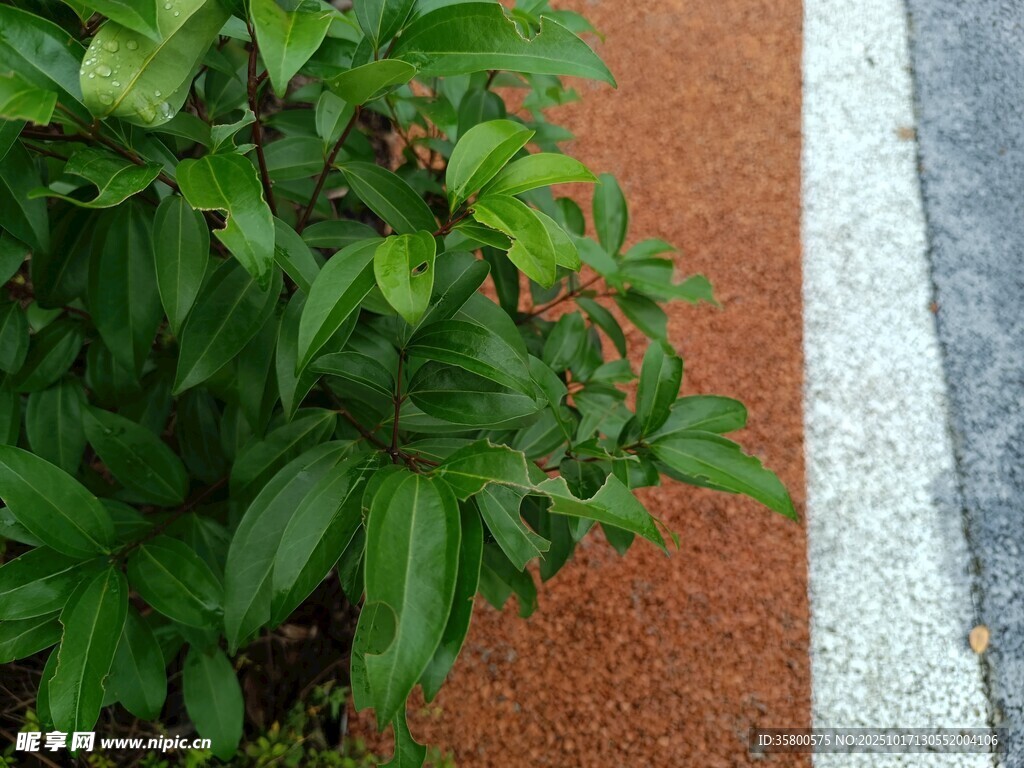路边绿植与彩色路面