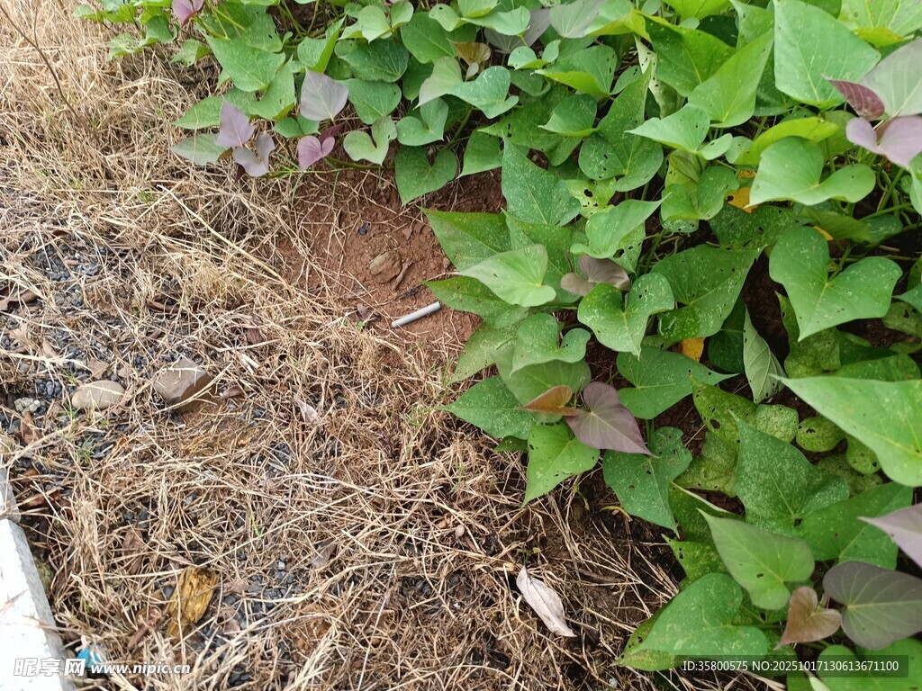 绿叶与地面枯草对比