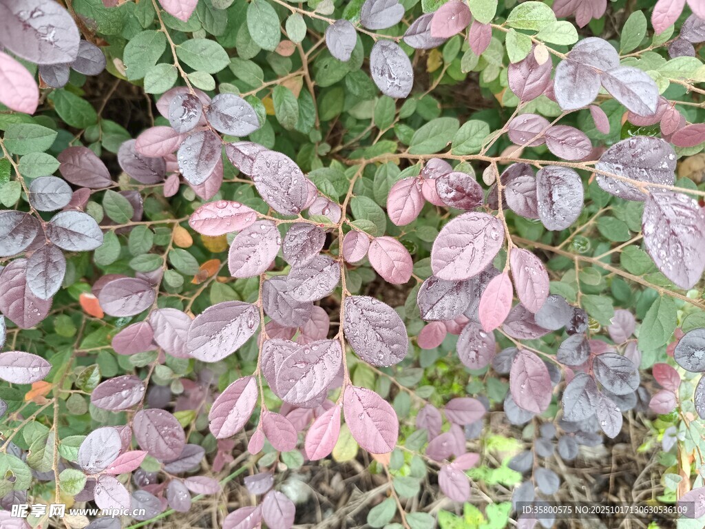 紫叶植物特写