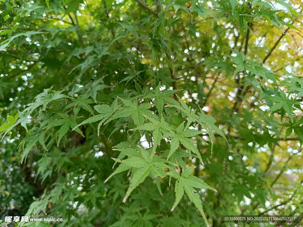 翠绿枝叶间的白色小花
