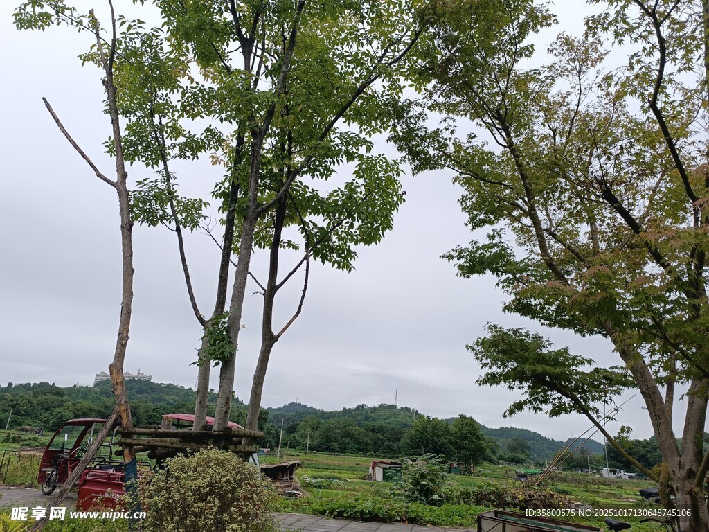 户外绿树与施工场景