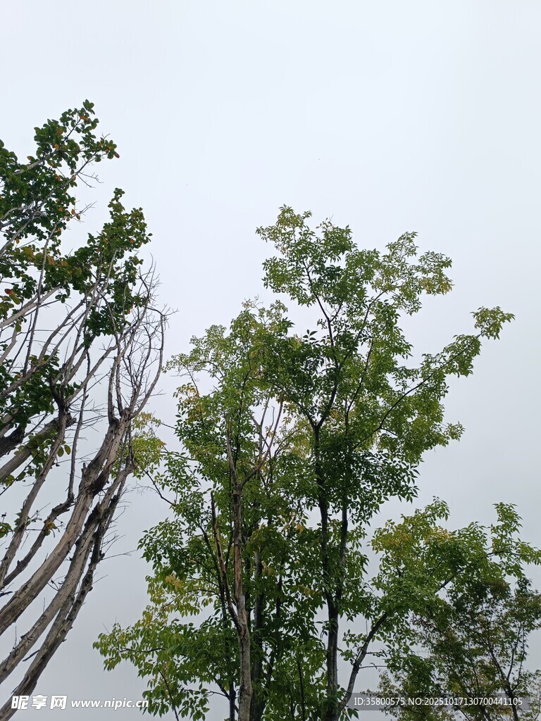 树梢上的绿意