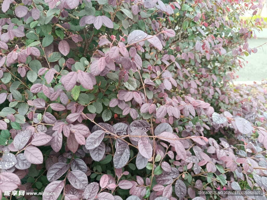 紫叶植物特写