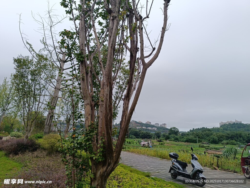 乡村路旁的树木与停放摩托