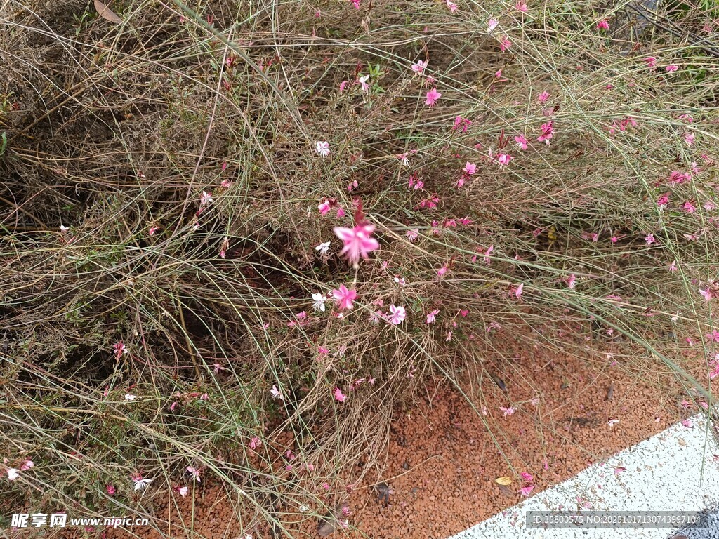 草丛中的粉色小花