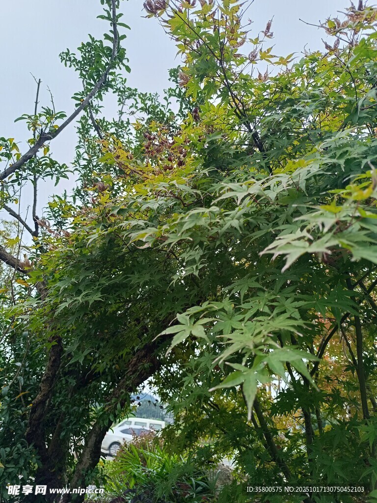繁茂绿植 