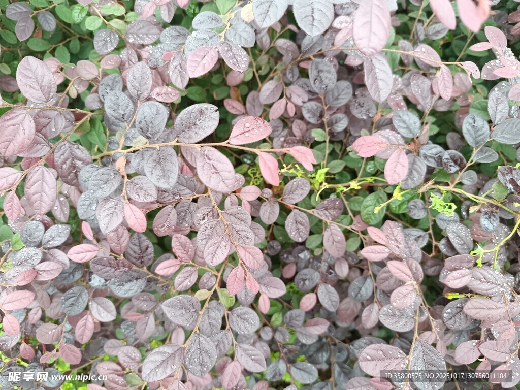 紫叶植物特写