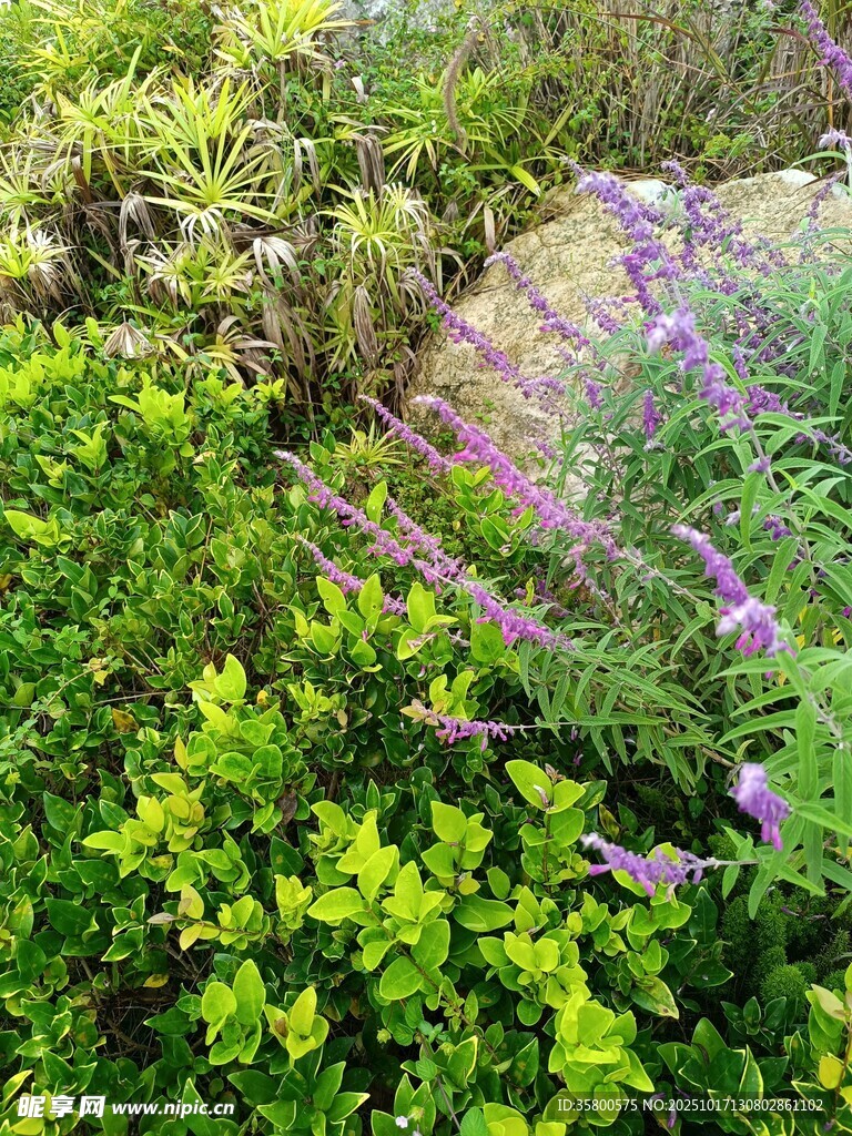 繁茂绿植与紫色花卉景观