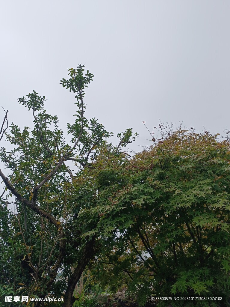 树梢上的绿意