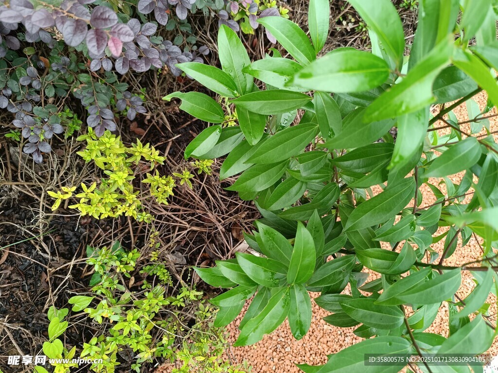 多彩植物景观
