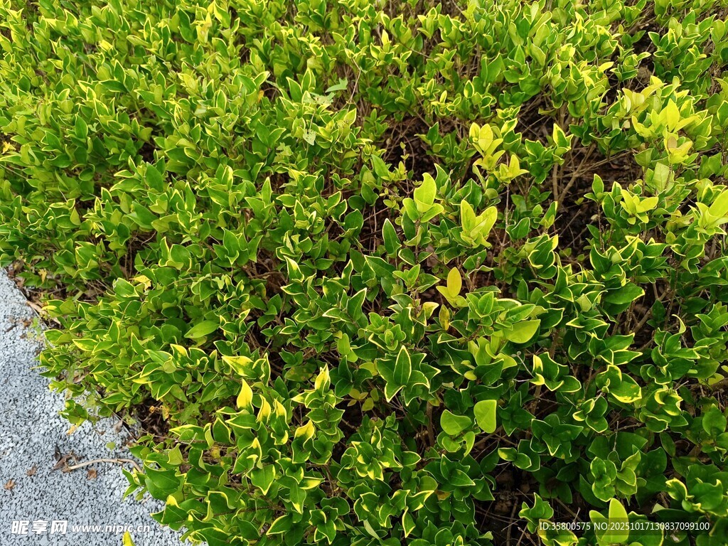 翠绿繁茂的低矮植物景观
