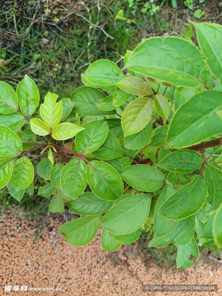 绿叶植物生长于泥土边
