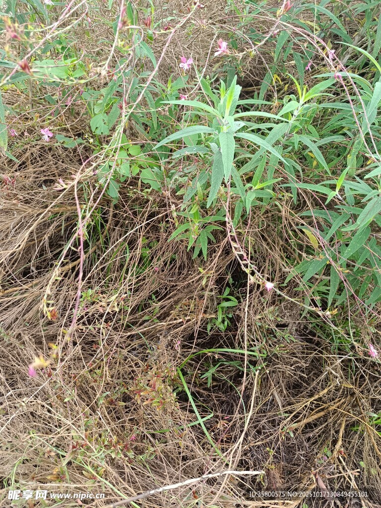 野外丛生杂草景象