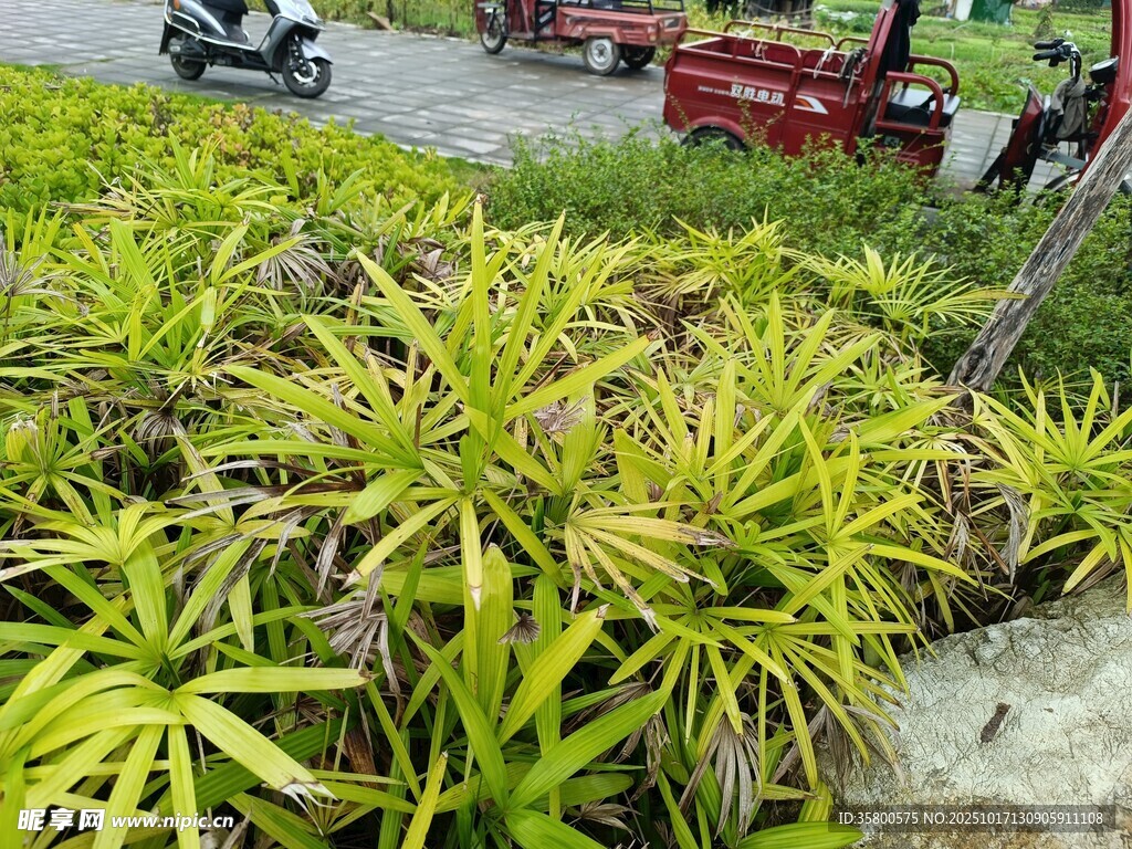 金黄叶片的户外植物景观