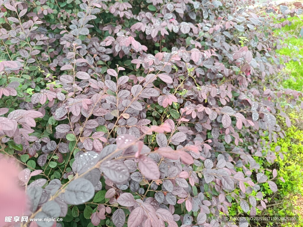紫色叶片植物景观