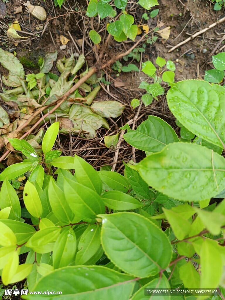 绿叶繁茂的地面植物景观