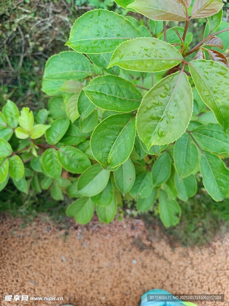 绿叶植物近景特写