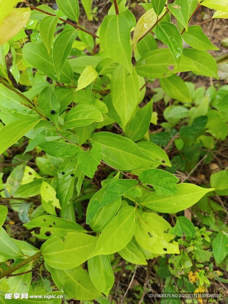 嫩绿叶片丛生植物景象
