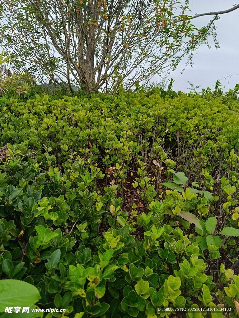 绿意盎然的繁茂灌木丛