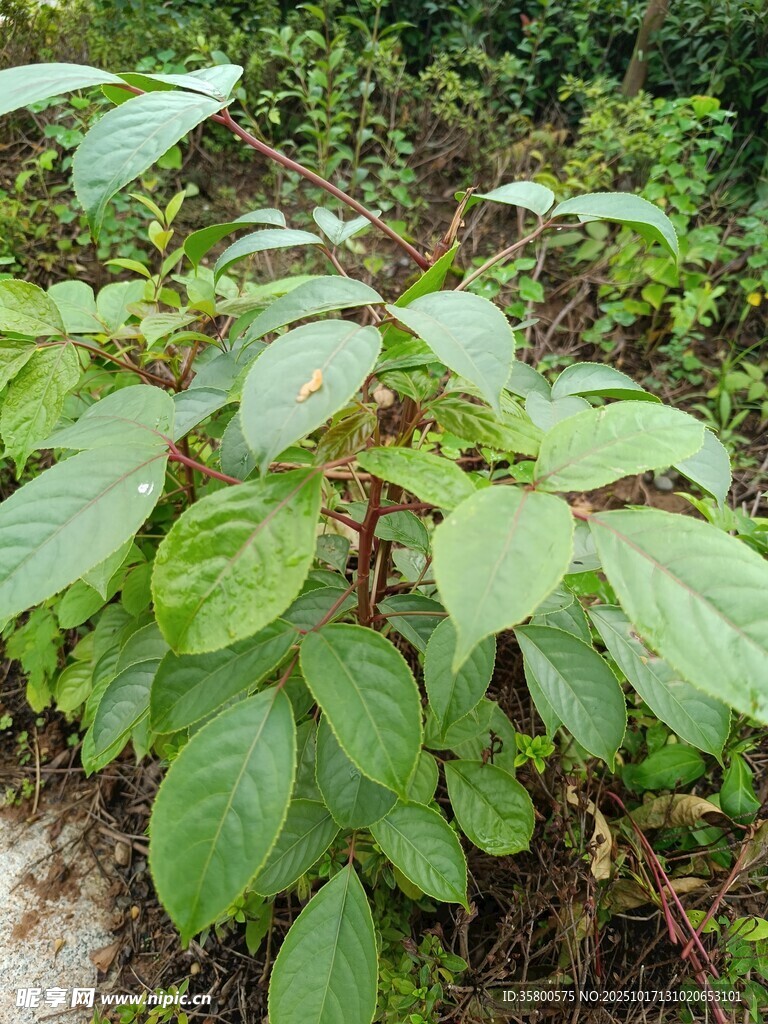 绿叶繁茂的植物景观