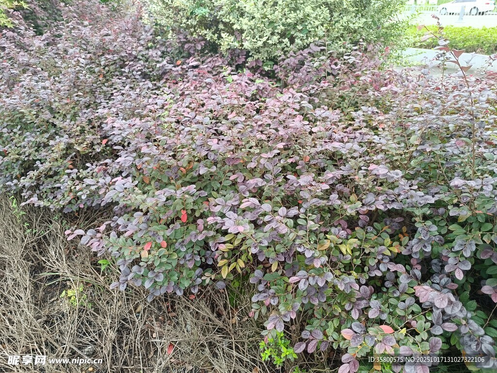 紫色叶片植物景观