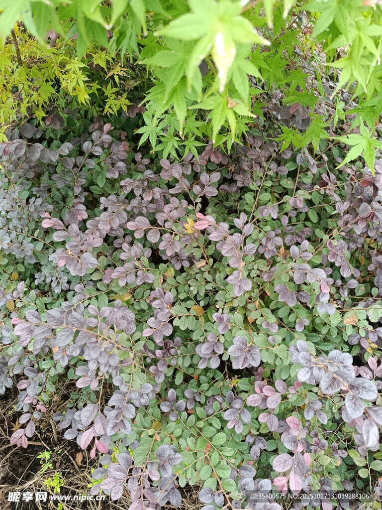 多彩植物景观