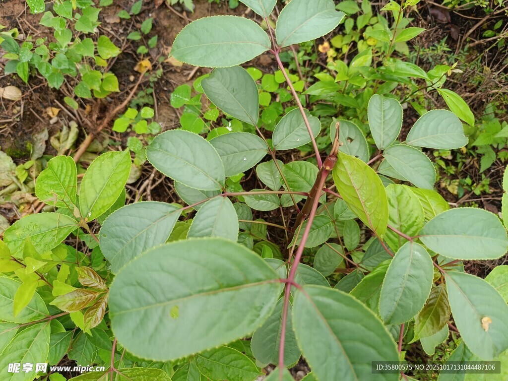 绿叶繁茂的植物景观