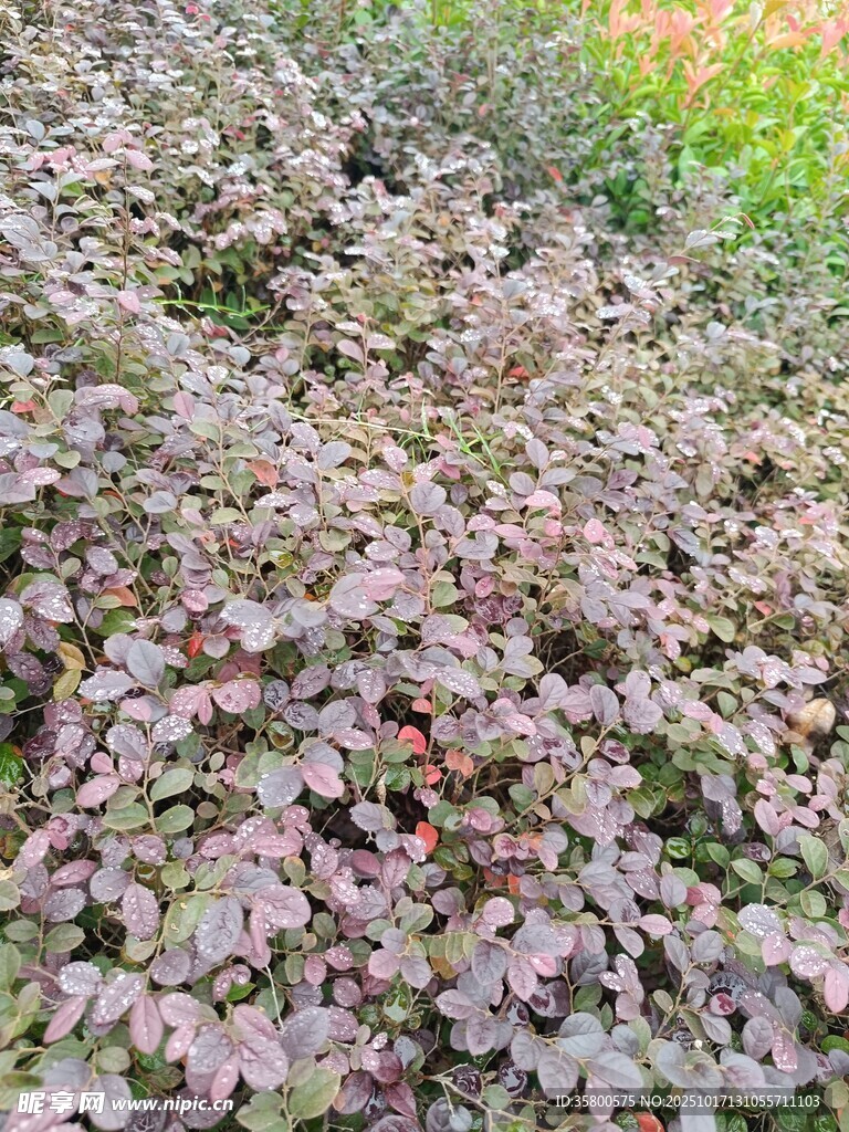 紫叶植物景观