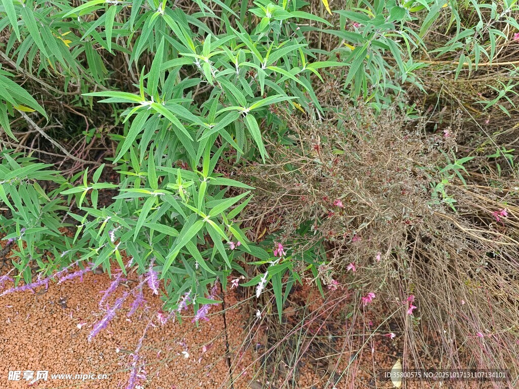 野外绿植与杂草景观