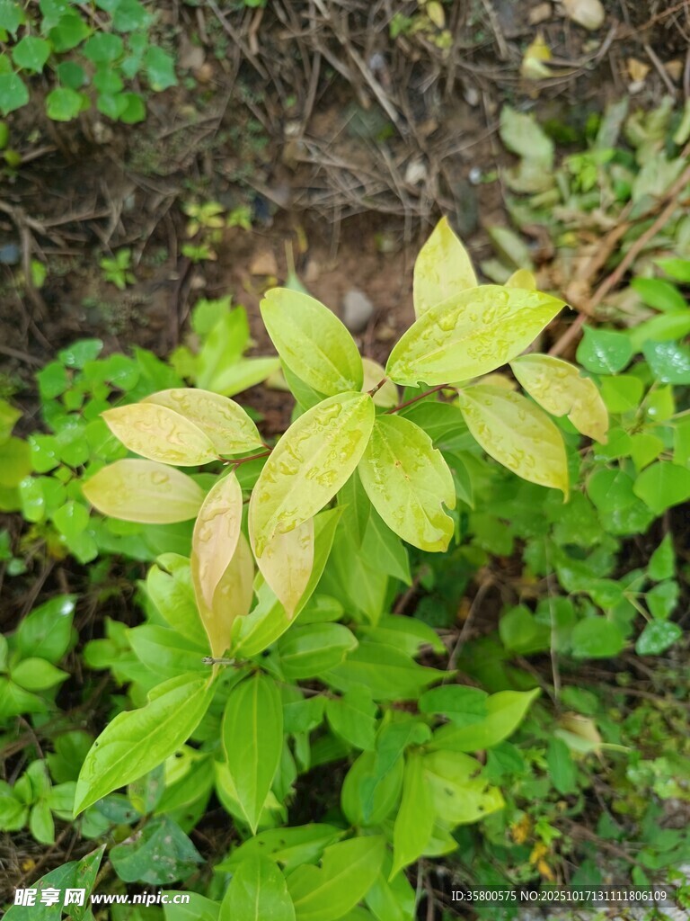 绿叶植物特写