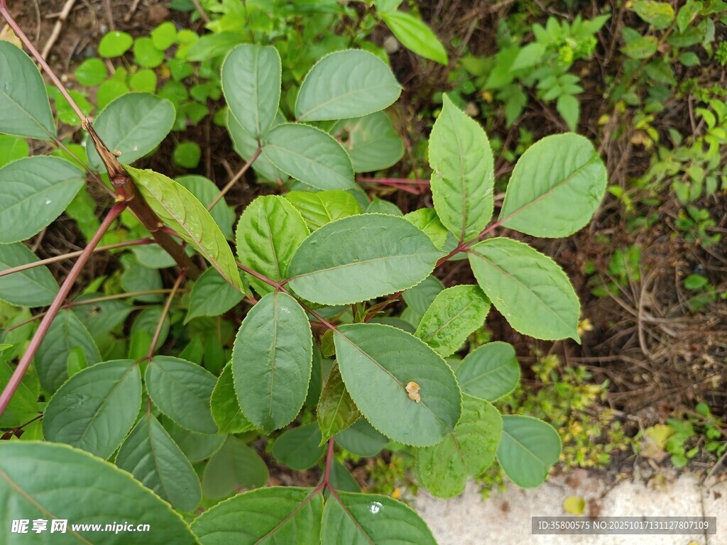绿叶植物特写