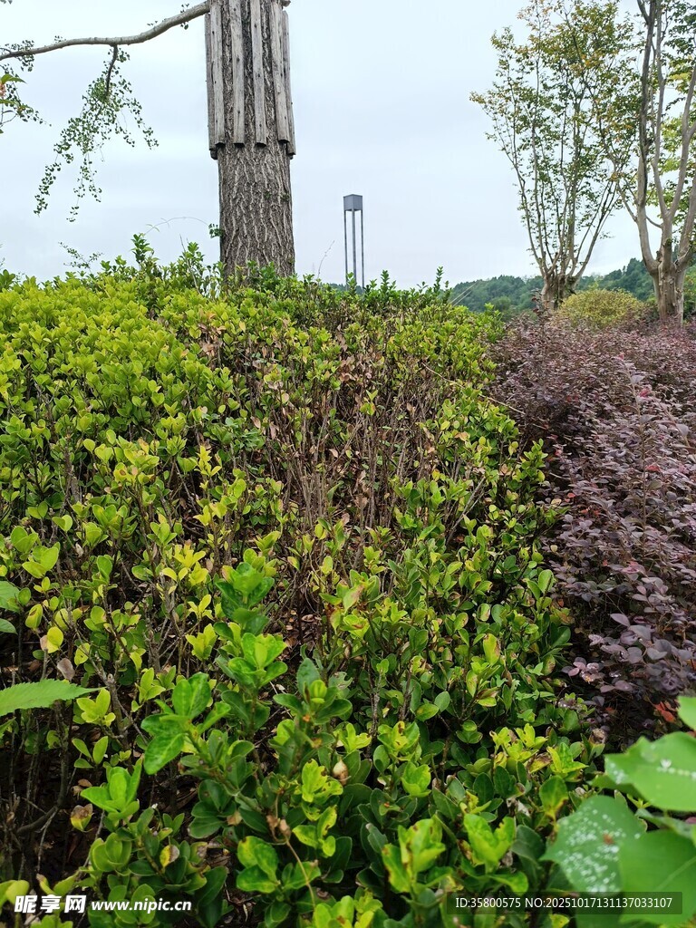 园林绿植景观