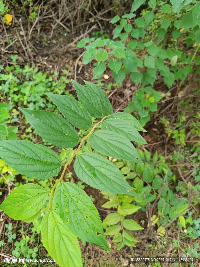 野外绿色植物特写