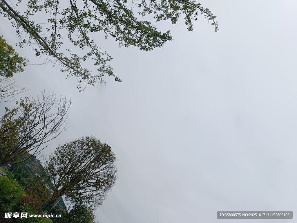 仰视绿树与灰白天空