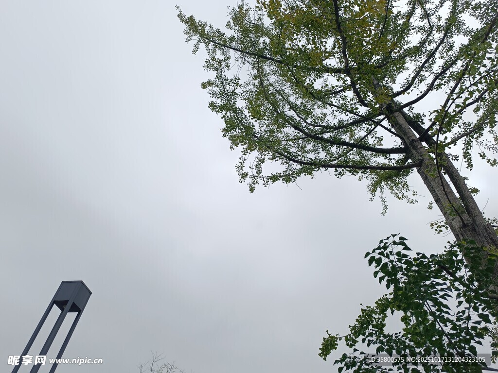高耸树木与周边设施景象