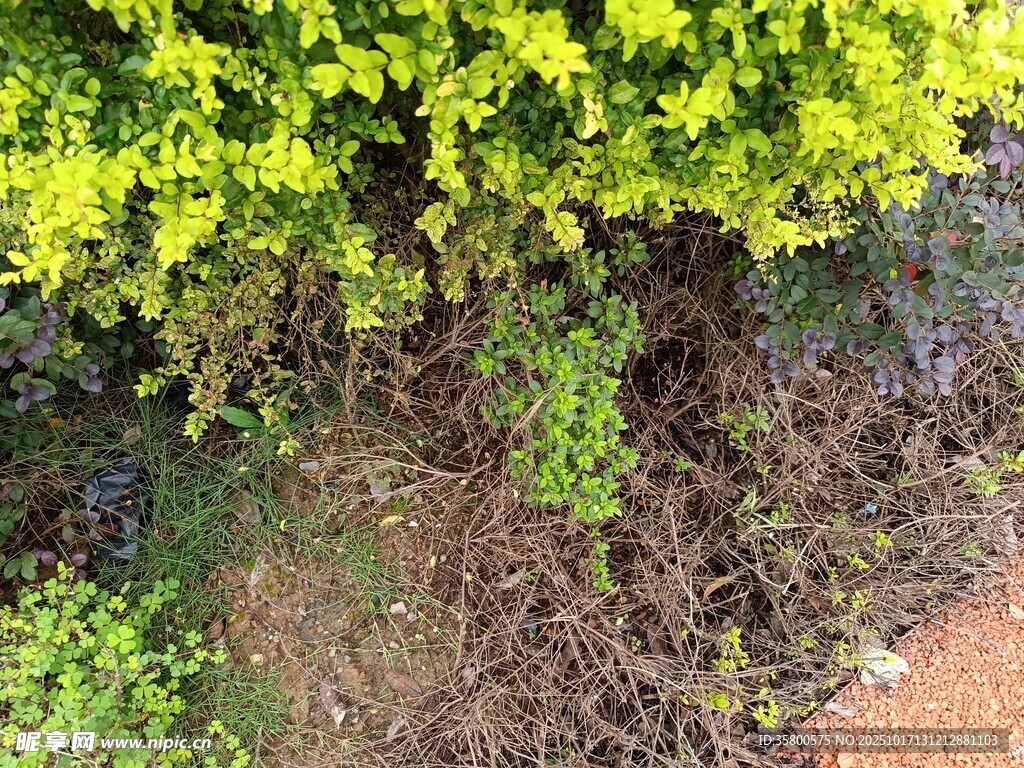 翠绿灌木丛中的地面景象